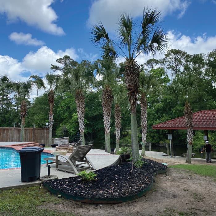 Palm Tree Pruning