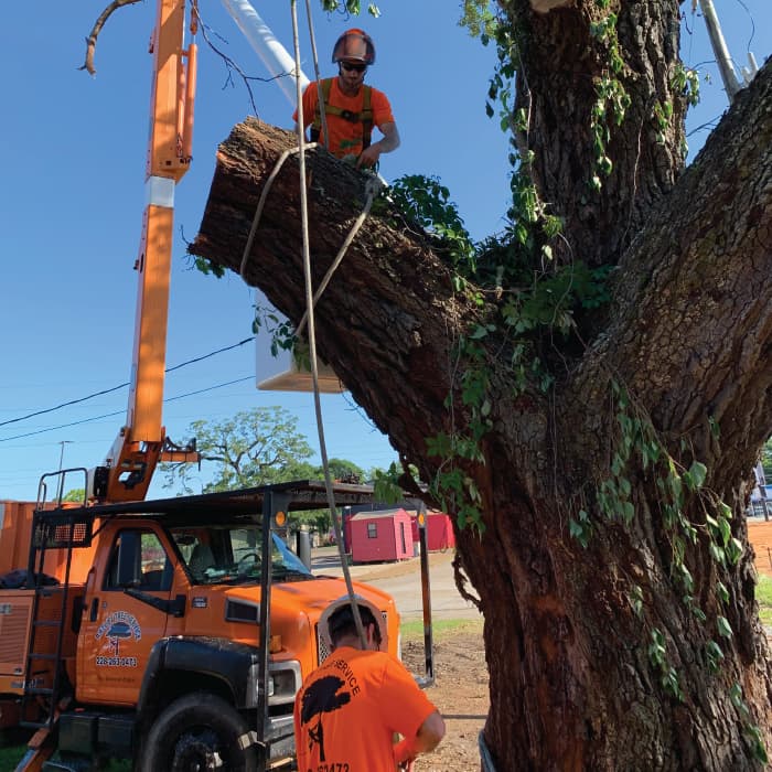 Men trimming tree in Biloxi, MS