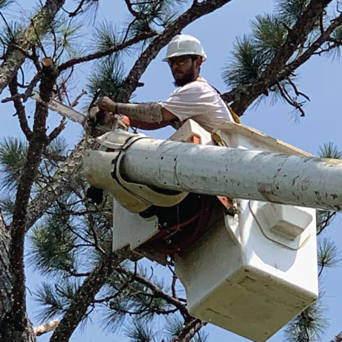 Tree services