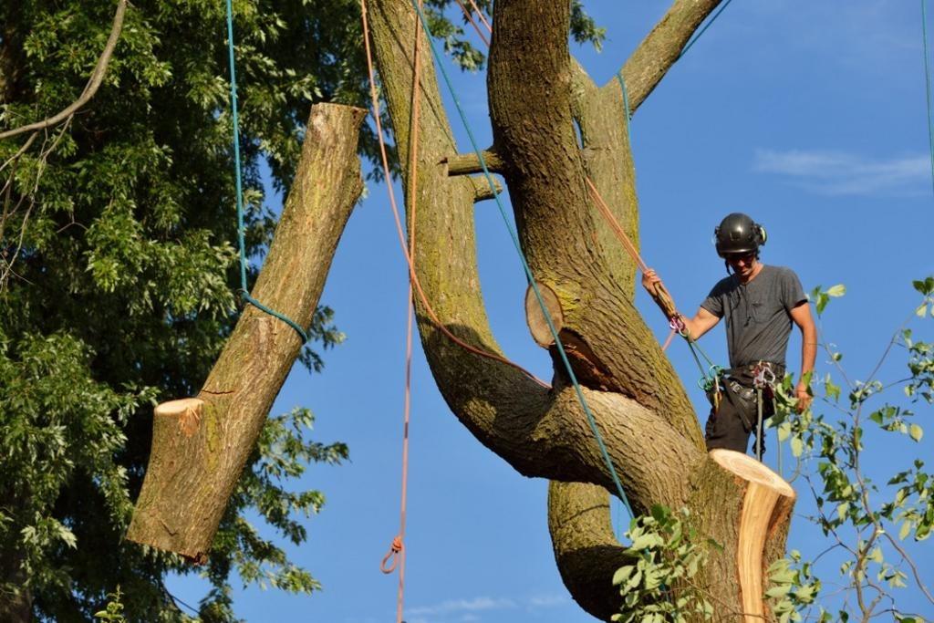 Tree service in Pass Christian, MS