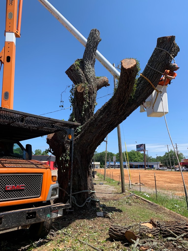 Tree service in Biloxi, MS